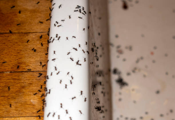Best Rat Extermination Near Me  in Geneva, WA
