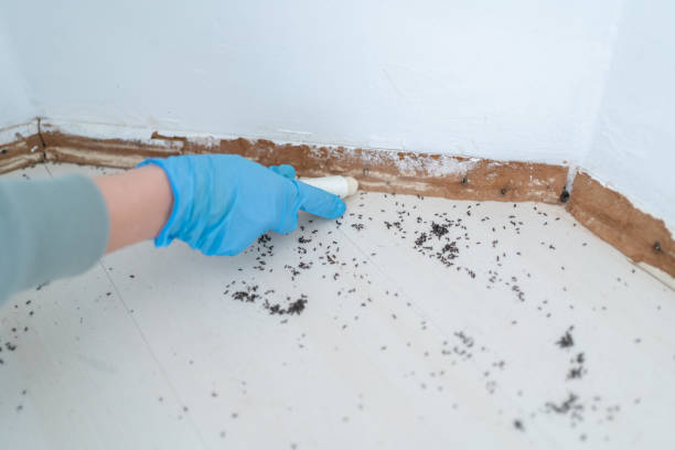 Best Insect Control  in Geneva, WA
